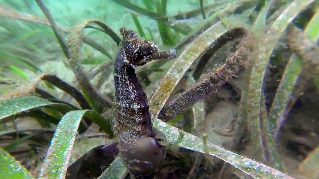 El impresionante Parto de un Caballito de Mar