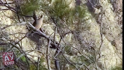 DÜNYANIN EN HIZLI KUŞU DOĞAN.HUNTING FALCON...