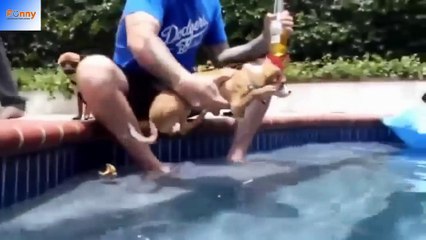 BEST FUNNY DOGS Best Dog and Puppy Fails