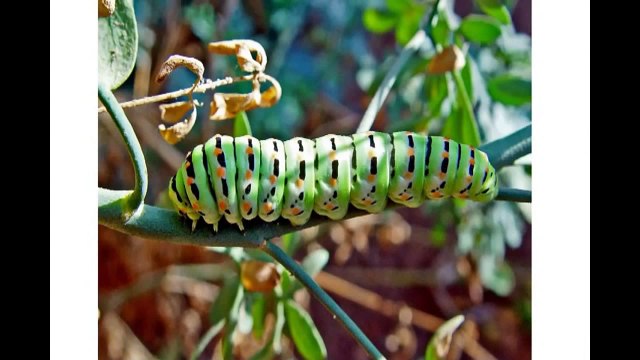 Robots Documentary 2015 - Science Documentary Robots Or Trans Human A Must Watch!