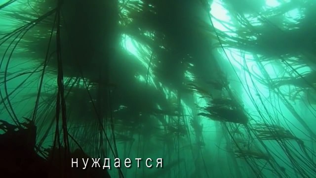 Природа говорит - Океан – ( Harrison Ford ) Conservation International