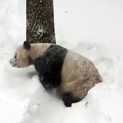 Panda Enjoying in ice