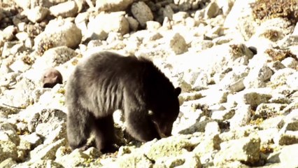 Bear Watching Tour in Tofino