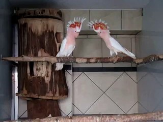 İnka Kakadu Papağanı İnka Cockatoo Parrot Love
