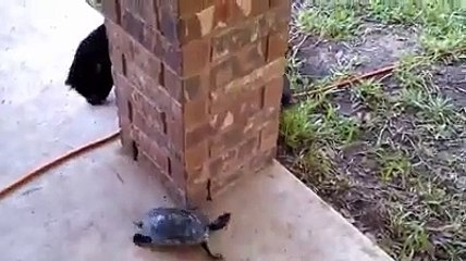Game of tag a cat and turtle have ever played - Animals Funny 2016