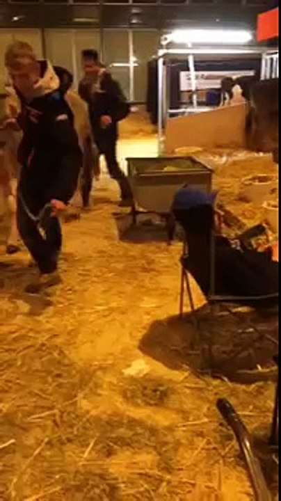 Une vache fait caca sur un garçon ivre