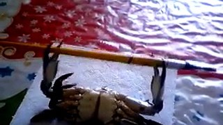 crab bench pressing a paint brush