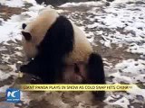 Giant panda plays in snow as cold snap hits China 2016