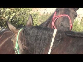 Funny baby goats playing with horses   Compilation