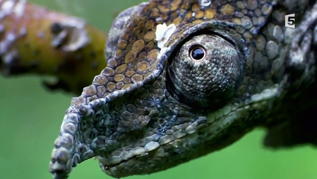 Des Animaux Pas Comme Les Autres