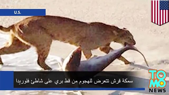 قط بري يصطاد سمكة قرش بمهارة عجيبة تحصد ملايين المشاهدات
