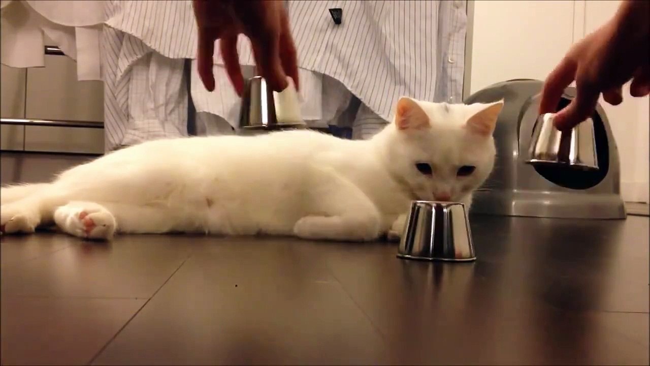 This cat is intelligent
