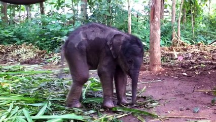 Cute baby elephant playing with trunk