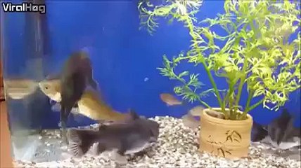 Akvaryumda Yeme Vahşeti