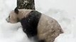 Very Chill Tian Tian the Panda Loves The Snow Very Much, Yes He Does (720p Full HD)