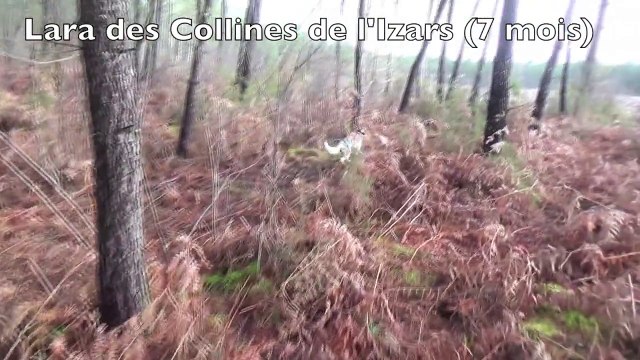 Lara des Collines de l'Izars le 20 janvier 2016