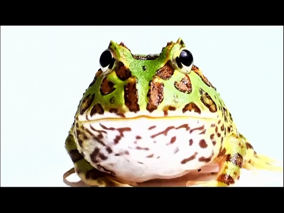 Evolution - The evolution of communication  HD 1080p