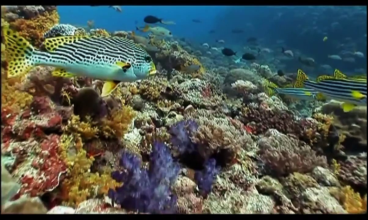 EVOLUTION - How eyes evolved HD