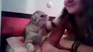 Funny Cat Video- Lovely Cat