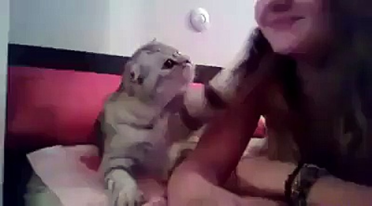 Funny Cat Video- Lovely Cat