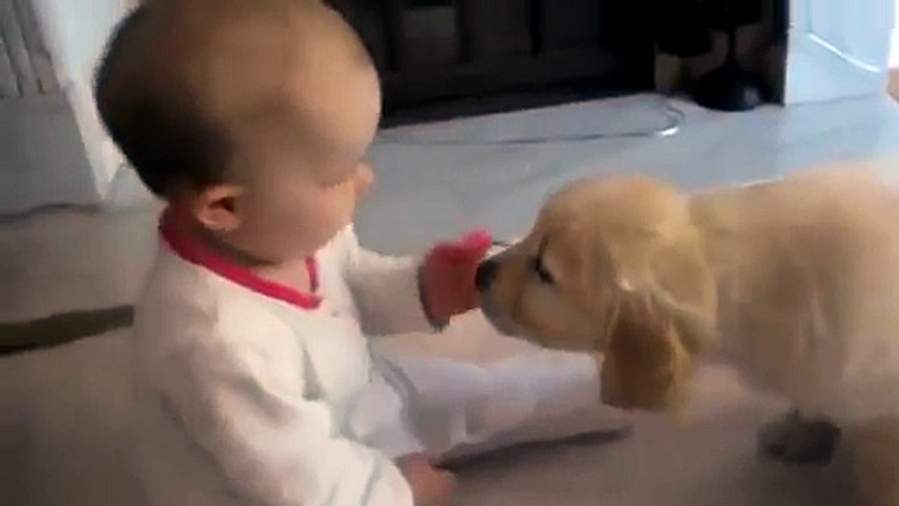 Labrador Puppy Meets Baby For The Very First Time