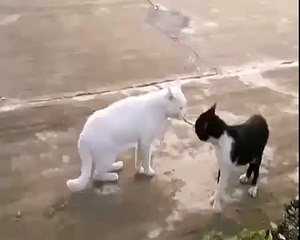 Kedi kendini cobra yılanı sanıyor