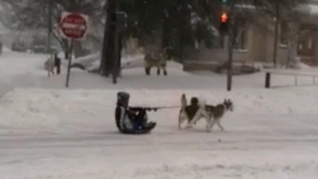 Sometimes dog sledding is the most efficient form of transportation