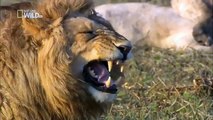 Lionesses defend their cubs