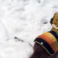Prince Playing In Snow