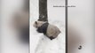 National Zoo's Giant Panda Tian Tian Is Really Enjoying the Snow