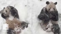 Tian Tian the panda is having a flipping good time in the snow