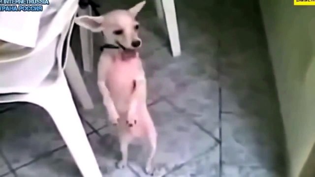 Обезьяна танцует лучше всех!