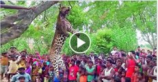 OMG Tiger Attacks Indian village