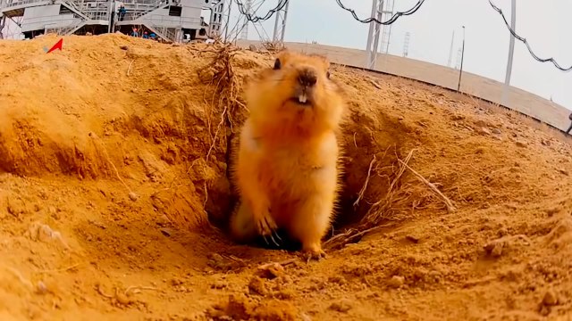 Смешные и прикольные животные | Cute animals Funny animals