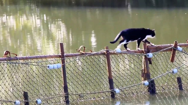 The cat swims the river. кот переправляется через реку