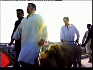 Pet Lion in Pakistan-Very Very Amazing Video-You Never Seen-