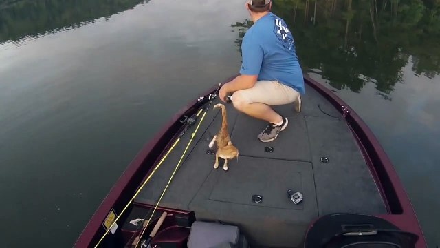 Приехали за рыбой, а уехали с котятами!