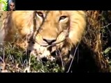 Male Lions Protects - Females And Cubs