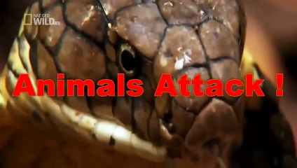 Big Batlle Group Buffalo Kill Lion to die ☆ Animals Attack