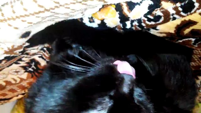 Mandarin Diet for the cat. Кот ест мандарины