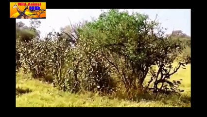 TOP5 Animal Attack   Compilation  (animal attack,animal fights,funny animal)