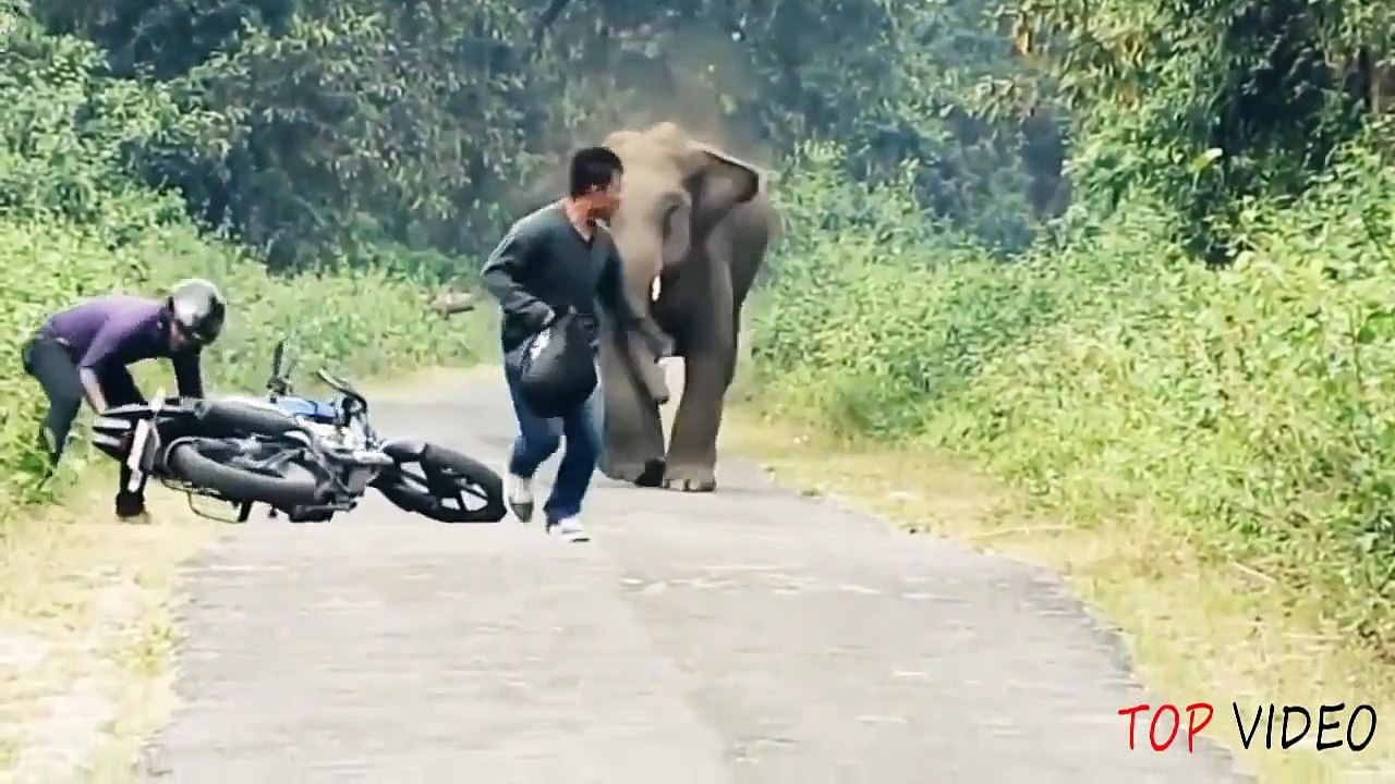 When Animal Attacks Human - Amazing Video Compilation 2015