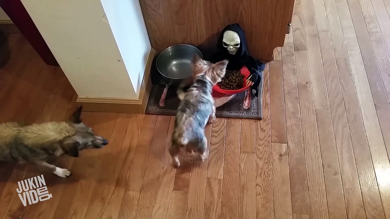 Owner Pranks Dog With Halloween Candy Bowl