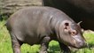 Wildlife Documentary Full Length: Hippopotamus Documentary (Animal Documentary Full Length