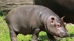 Wildlife Documentary Full Length: Hippopotamus Documentary (Animal Documentary Full Length