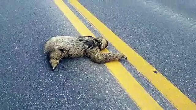 Bicho-preguiça atravessa a BR 262 em Domingos Martins