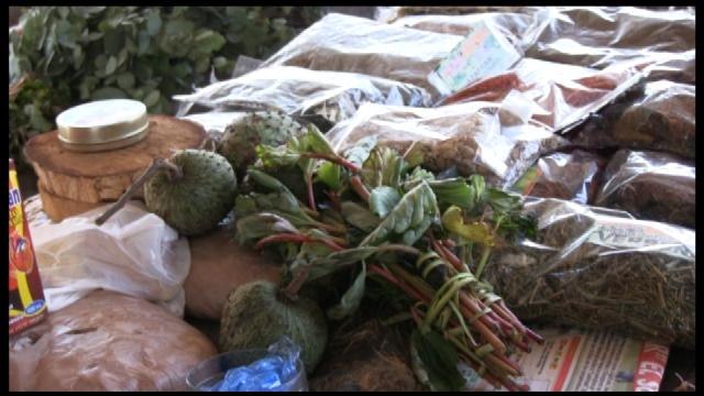 Plantas medicinales, aliadas de los paraguayos contra el dengue-