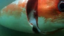 Captan en vídeo por primera vez un calamar gigante vivo en Japón