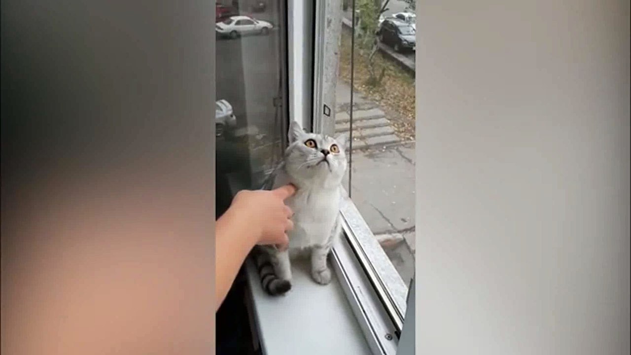 El gato que mira a larga distancia sin pestañear durante 45 segundos