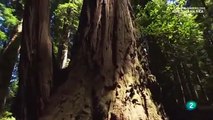 Patrimonio de la humanidad El Parque Nacional de Redwood